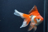 Ryukin Long Tail Red White 5.5 Inch (ID#1227Ry7b-4) Free2Day SHIPPING