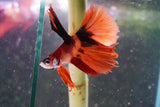 Nemo Koi Galaxy Halfmoon Male Betta (ID#801-M606) Free2Day SHIPPING