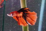 Nemo Koi Galaxy Halfmoon Male Betta (ID#801-M606) Free2Day SHIPPING