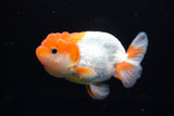 Juvenile Lionchu  Red White 3.5 Inch (ID#1220R11b-8) Free2Day SHIPPING