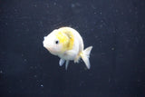 Baby Ranchu  Calico 2.5 Inch (ID#1018R9c-59) Free2Day SHIPPING