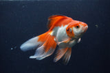 Ryukin Long Tail Red White 5.5 Inch (ID#1227Ry7b-4) Free2Day SHIPPING