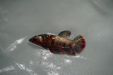 Metallic Koi Galaxy  Plakat Female Betta (ID#801-F126) Free2Day SHIPPING