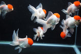 Thai Oranda Red Cap 4-5 Inch (Assorted) Free2Day SHIPPING