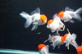 Thai Oranda Red Cap 4-5 Inch (Assorted) Free2Day SHIPPING