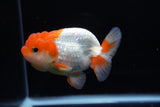 Juvenile Lionchu  Red White 3.5 Inch (ID#1220R11b-8) Free2Day SHIPPING