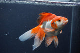 Ryukin Long Tail Red White 5.5 Inch (ID#1227Ry7b-4) Free2Day SHIPPING