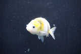 Baby Ranchu  Calico 2.5 Inch (ID#1018R9c-59) Free2Day SHIPPING