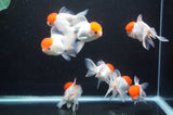 Thai Oranda Red Cap 4-5 Inch (Assorted) Free2Day SHIPPING