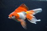 Ryukin Long Tail Red White 5.5 Inch (ID#1227Ry7b-4) Free2Day SHIPPING