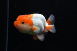 Juvenile Lionchu  Red White 3.5 Inch (ID#1220R11b-8) Free2Day SHIPPING