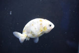 Baby Ranchu  Calico 2.5 Inch (ID#1018R9c-59) Free2Day SHIPPING