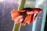 Nemo Koi Galaxy Halfmoon Male Betta (ID#801-M606) Free2Day SHIPPING