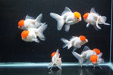 Thai Oranda Red Cap 4-5 Inch (Assorted) Free2Day SHIPPING