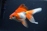 Ryukin Long Tail Red White 5.5 Inch (ID#1227Ry7b-4) Free2Day SHIPPING