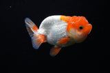 Juvenile Lionchu  Red White 3.5 Inch (ID#1220R11b-8) Free2Day SHIPPING