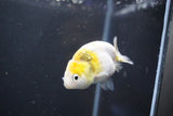 Baby Ranchu  Calico 2.5 Inch (ID#1018R9c-59) Free2Day SHIPPING