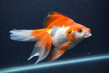 Ryukin Long Tail Red White 5.5 Inch (ID#1227Ry7b-4) Free2Day SHIPPING