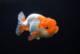 Juvenile Lionchu  Red White 3.5 Inch (ID#1220R11b-8) Free2Day SHIPPING