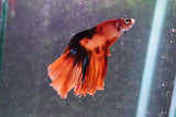 Nemo Koi Galaxy Halfmoon Male Betta (ID#801-M606) Free2Day SHIPPING