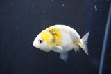 Baby Ranchu  Calico 2.5 Inch (ID#1018R9c-59) Free2Day SHIPPING