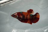 Koi Galaxy  Plakat Female Betta (ID#801-F127) Free2Day SHIPPING