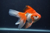 Ryukin Long Tail Red White 5.5 Inch (ID#1227Ry7b-4) Free2Day SHIPPING