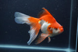 Ryukin Long Tail Red White 5.5 Inch (ID#1227Ry7b-4) Free2Day SHIPPING