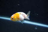 Baby Ranchu  Calico 2 Inch (ID#1018R9c-60) Free2Day SHIPPING