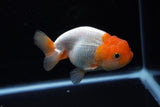 Juvenile Lionchu  Red White 4 Inch (ID#1220R11b-9) Free2Day SHIPPING