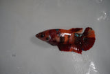 Koi Galaxy  Plakat Female Betta (ID#801-F127) Free2Day SHIPPING