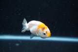 Baby Ranchu  Calico 2 Inch (ID#1018R9c-60) Free2Day SHIPPING