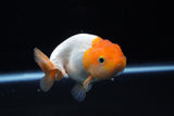 Juvenile Lionchu  Red White 4 Inch (ID#1220R11b-9) Free2Day SHIPPING