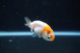 Baby Ranchu  Calico 2 Inch (ID#1018R9c-60) Free2Day SHIPPING