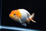 Juvenile Lionchu  Red White 4 Inch (ID#1220R11b-9) Free2Day SHIPPING