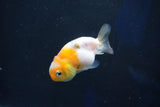 Baby Ranchu  Calico 2 Inch (ID#1018R9c-60) Free2Day SHIPPING