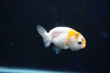 Baby Ranchu  Calico 2 Inch (ID#1018R9c-60) Free2Day SHIPPING