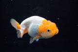 Juvenile Lionchu  Red White 4 Inch (ID#1220R11b-9) Free2Day SHIPPING