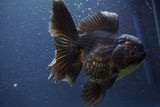 Thai Oranda  Black 6 Inch (ID#902To6a-107)