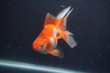 Ryukin Long Tail Red White 5 Inch (ID#1227Ry7b-5) Free2Day SHIPPING