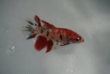 Koi Galaxy  Plakat Female Betta (ID#801-F128) Free2Day SHIPPING