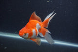 Ryukin Long Tail Red White 5 Inch (ID#1227Ry7b-5) Free2Day SHIPPING