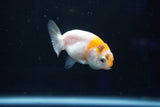 Baby Ranchu  Calico 2 Inch (ID#1018R9c-60) Free2Day SHIPPING