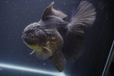 Thai Oranda  Black 6 Inch (ID#902To6a-107)