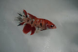 Koi Galaxy  Plakat Female Betta (ID#801-F128) Free2Day SHIPPING