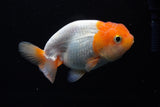 Juvenile Lionchu  Red White 4 Inch (ID#1220R11b-9) Free2Day SHIPPING