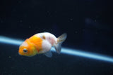 Baby Ranchu  Calico 2 Inch (ID#1018R9c-60) Free2Day SHIPPING