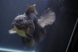 Thai Oranda  Black 6 Inch (ID#902To6a-107)