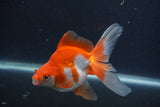 Ryukin Long Tail Red White 5 Inch (ID#1227Ry7b-5) Free2Day SHIPPING