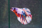 Candy Galaxy  Koi Halfmoon Male Betta (ID#801-M608) Free2Day SHIPPING